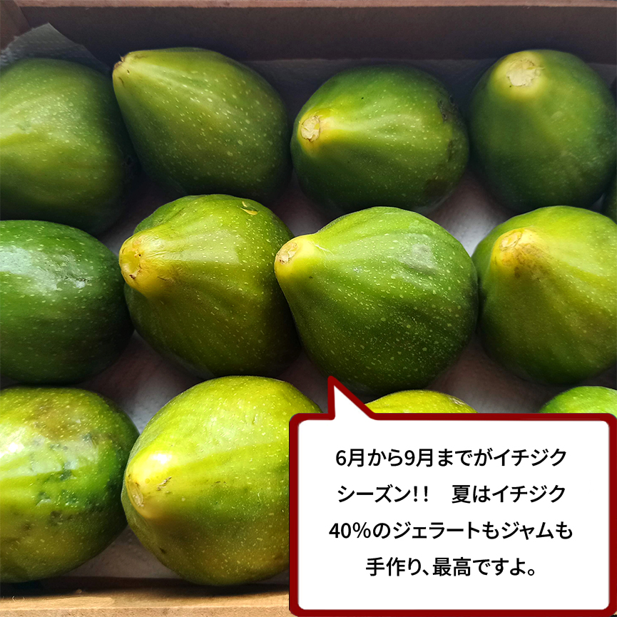 .jpgイチジク